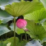 Bouton lotus 1